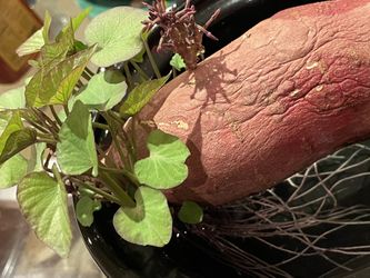 Sweet Potato Sprout