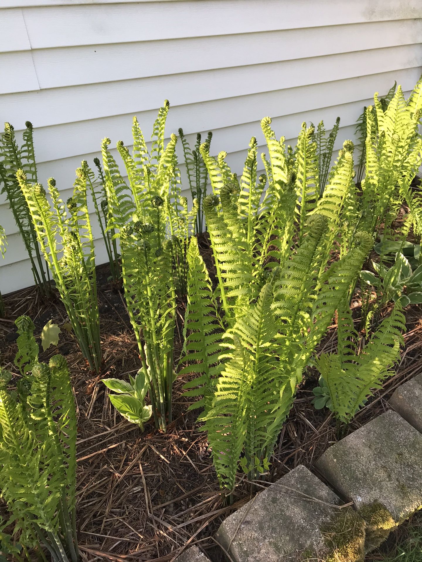 Ostrich Ferns for Sale in IL, US OfferUp