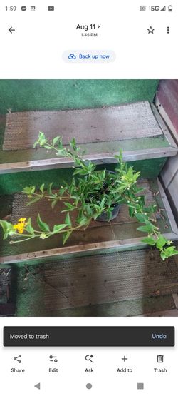 Lantana amarilla 1g