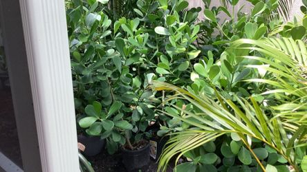 Plants
