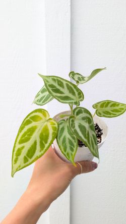 Collector's Plant: Anthurium Dorayaki Silver Bush 4" Pot - Indoor House Plants