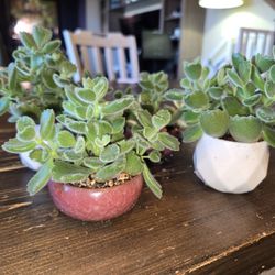 Succulent - Bear Paws 