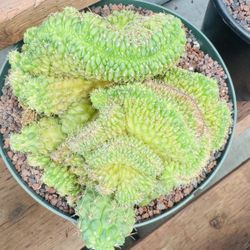 Monster Mooncactus Crest 