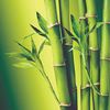 Bamboo Shop
