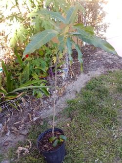 MANGO TREE FOR SALE Hayden, Dig Your Own.