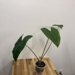 Large 28" Alocasia Zebrina (Zebra Plant) - Rare!