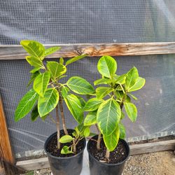 Ficus Altissima Plant 8" Pot