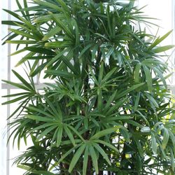 LIVE PLANT 2ft Rhapis excelsa - Bamboo Palm - Braodleaf Lady Palm - Fan Tufted
