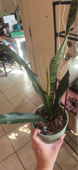 Snake plant