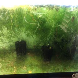 Java Moss Aquarium Aquatic Plants Excellent For Shrimps Tank 