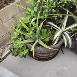 Solid Wood Half Barrel Planter With Succulents