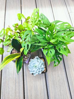 Plants