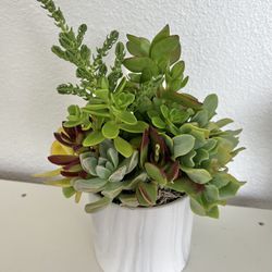 Succulent Arrangement In Ceramic Pot 
