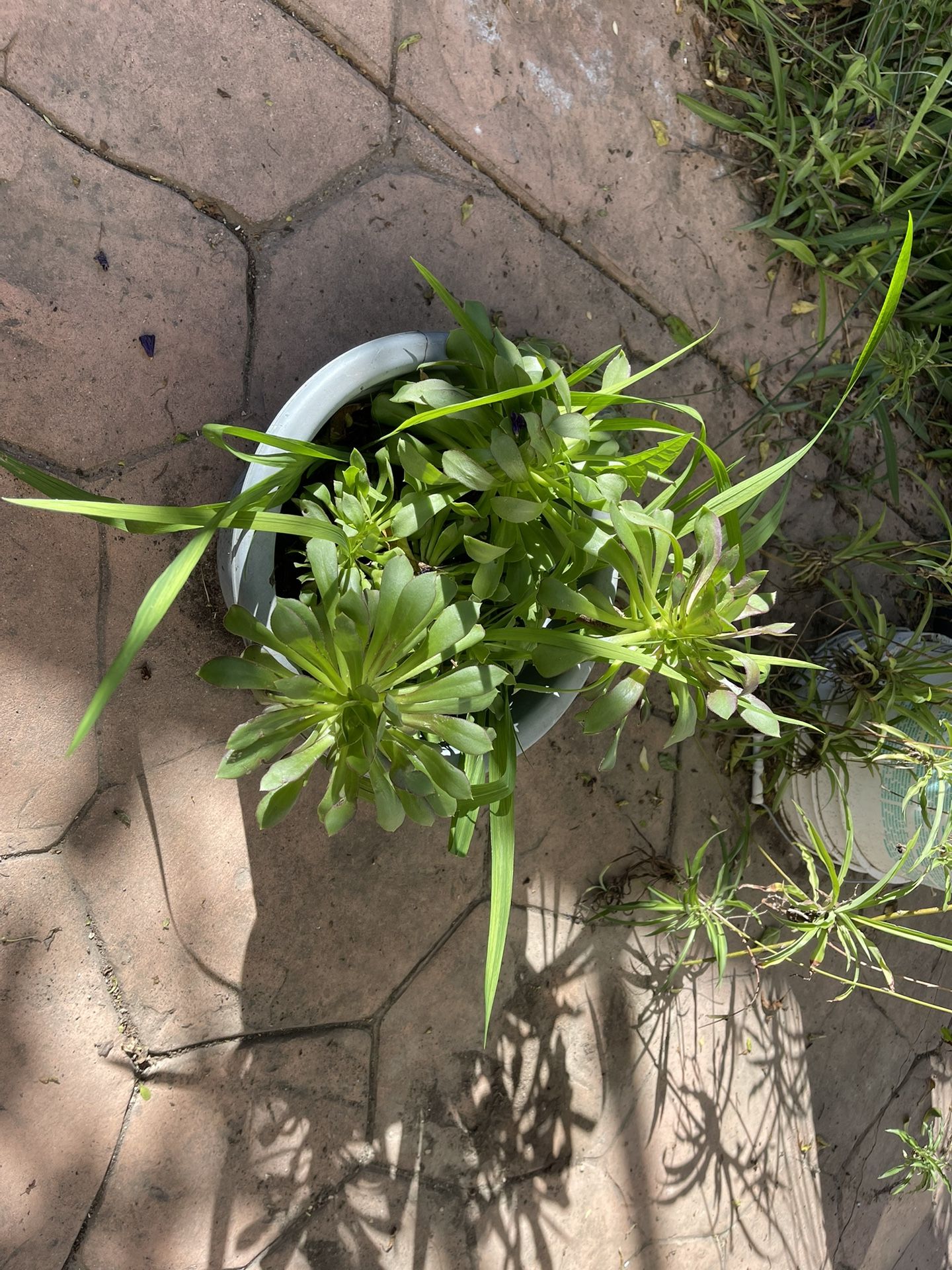 Gorgeous Green Plant
