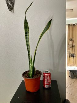 Snake plant , lengua de suegra .