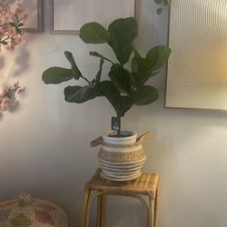 Faux Fiddle Plant With Rattan Plant Stand And Basket For The Plant