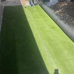 Turf Grass