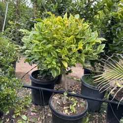 Duranta Gold Topiary Bonsai  15gal 