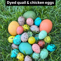 Quail Eggs $5 for 1 Dozen Or $8 for 2 Dozen