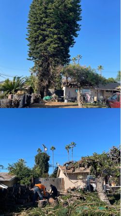 Tree care 🌳🌴