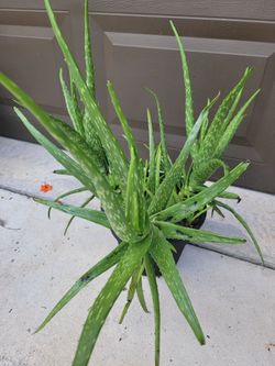 Aloe Plant
