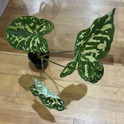 Alocasia Plants 
