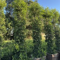 Ficus Nitida Indian Laurel 10’-12’ 