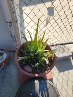 Free Aloe pups