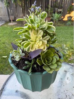 Sun burst beautiful planter