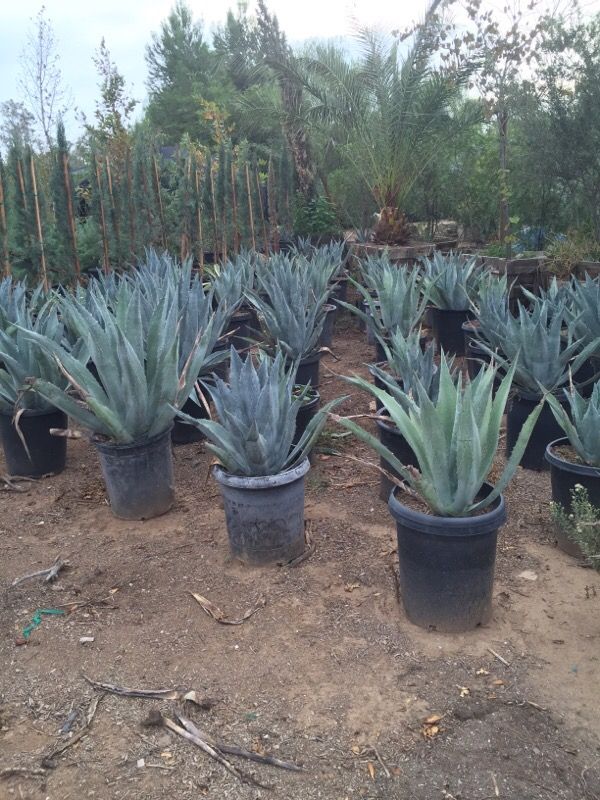 Blue Agave Americana 15 gallons