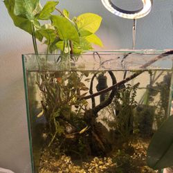 Frameless live Plant Aquarium, 6 Gallon 