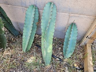 Peruvian Apple Cactus
