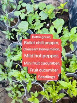 Bullet chili pepper, Sungold tomato, Bottle gourd, Croissant honey melon,Mild hot pepper, Mini fruit cucumber,Fruit cucumber etc. Seedlings