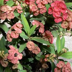 Coronas De Cristo Muy Bonitas 