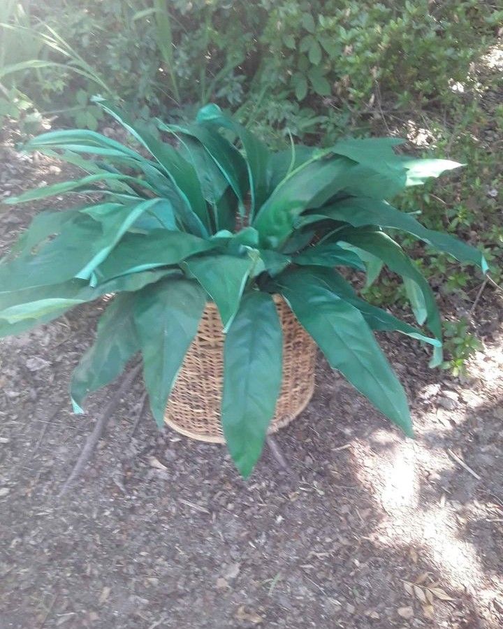 Fake Plant