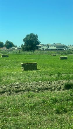 Alfalfa for sale