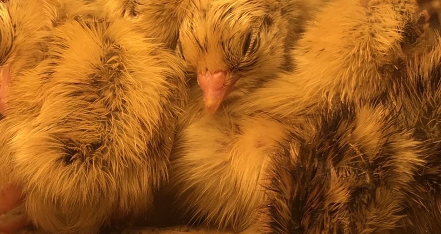 new born rare pearl quails