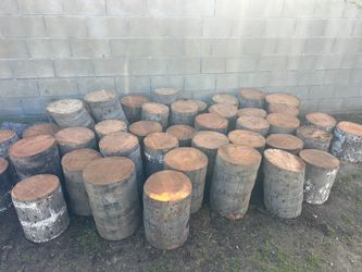 Fresh Palm Tree Stumps