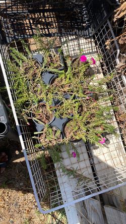 Moss Rose