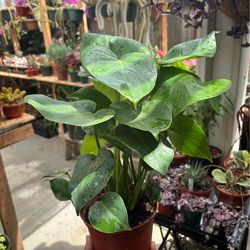 Monstera plants 🪴🌿