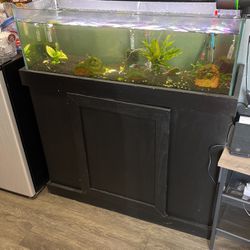 20 Gallon Frameless Fish tank 
