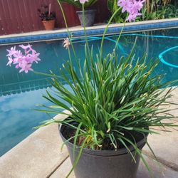 Plant Purple Flowers
