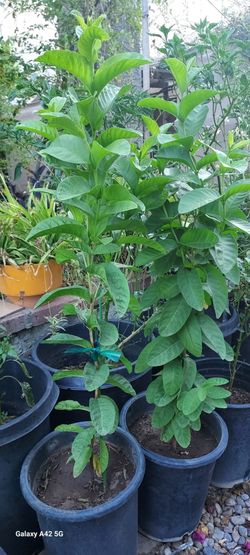 Guava tree