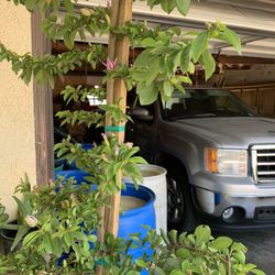 Purple Flowering Plant 9 Feet Tall In 15 Gallon Container 