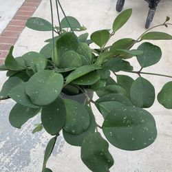 Hoya Obovata Plants