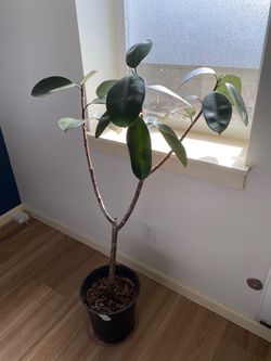 Rubber Tree