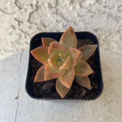 2 Inch Pot Succulent Plant - Sedum Chocolate Variegated - Established - Drought Resistant 🪴 Perfect Baby & Wedding Shower Favors  