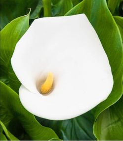 #60 White Calla Lily Potted Plant 5Gal