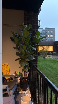 Fiddle Leaf @ 7.5 foot tall large plant