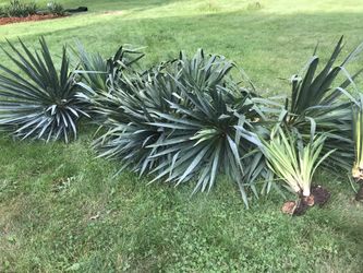 Yucca plants